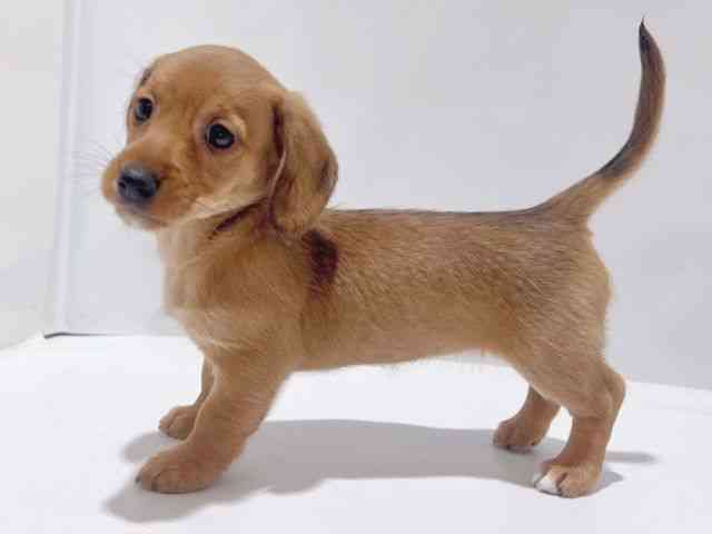 大阪府のハーフ犬・ミックス犬 (ひごペットフレンドリーイズミヤショッピングセンター千里丘店/2025年8月9日生まれ/女の子/レッド)の子犬の3枚目の画像