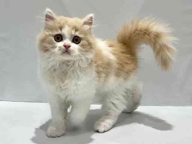 XReBbVtH[hmN[^r[zCgn