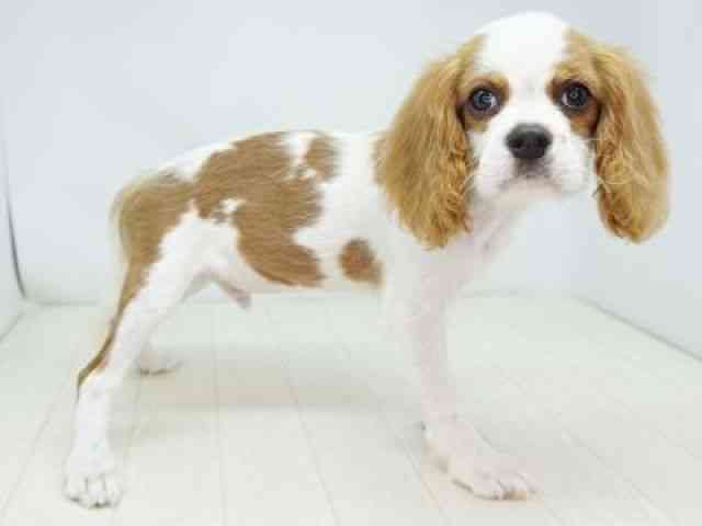 福岡県のキャバリアキングチャールズスパニエル (ひごペットフレンドリーゆめタウン筑紫野店/2025年7月7日生まれ/男の子/ブレンハイム)の子犬の3枚目の画像