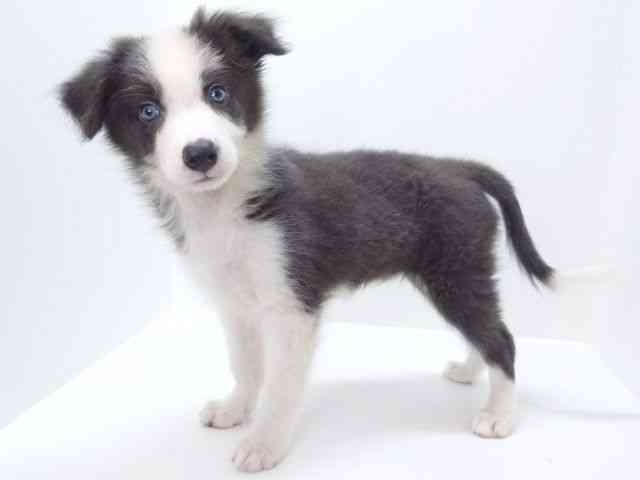 大阪府のボーダーコリー (ひごペットフレンドリーいこらもーる泉佐野店/2025年8月12日生まれ/男の子/ブルーホワイト)の子犬の3枚目の画像