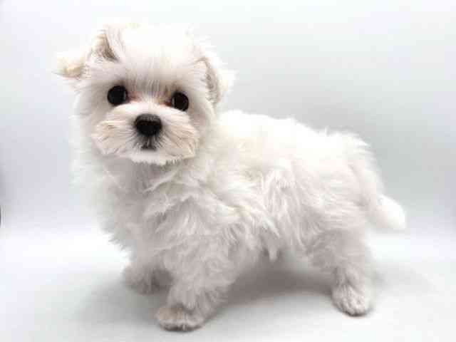 奈良県のマルチーズ (ひごペットフレンドリー田原本店/2025年8月13日生まれ/男の子/ホワイト)の子犬の3枚目の画像