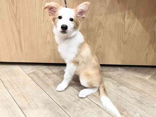 京都府のボーダーコリー (ひごペットフレンドリーイオンモール高の原店/2025年7月14日生まれ/女の子/ウィートンホワイト)の子犬の3枚目の画像