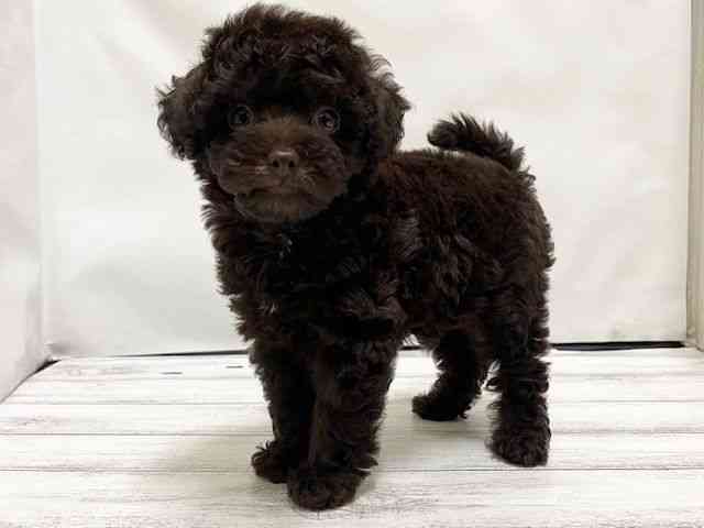 和歌山県のチワプー/プーチー(チワワ×プードル) (ひごペットフレンドリーパームシティ和歌山店/2025年8月8日生まれ/男の子/チョコレート)の子犬の3枚目の画像