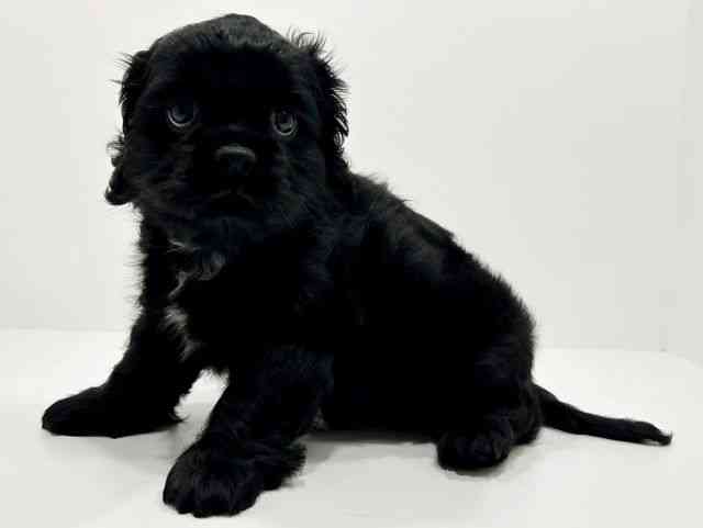 広島県のハーフ犬・ミックス犬 (ひごペットフレンドリーフジグラン神辺店/2025年8月14日生まれ/女の子/ブラックホワイト)の子犬の3枚目の画像