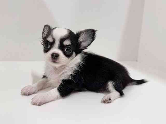 奈良県のチワワ(ロング) (ひごペットフレンドリーイオンモール橿原ウエストビレッジ店/2025年8月16日生まれ/男の子/ホワイトブラックタン)の子犬の3枚目の画像