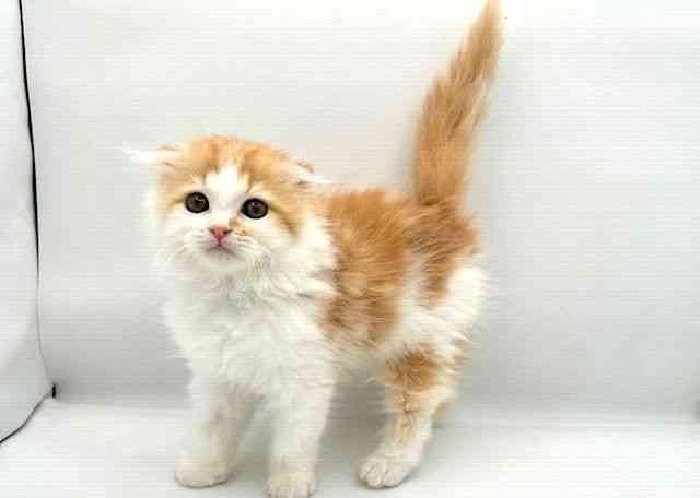 島根県のスコティッシュフォールド (ひごペットフレンドリーイオン松江ショッピングセンター店/2025年8月16日生まれ/女の子/レッドタビーホワイト)の子猫の3枚目の画像