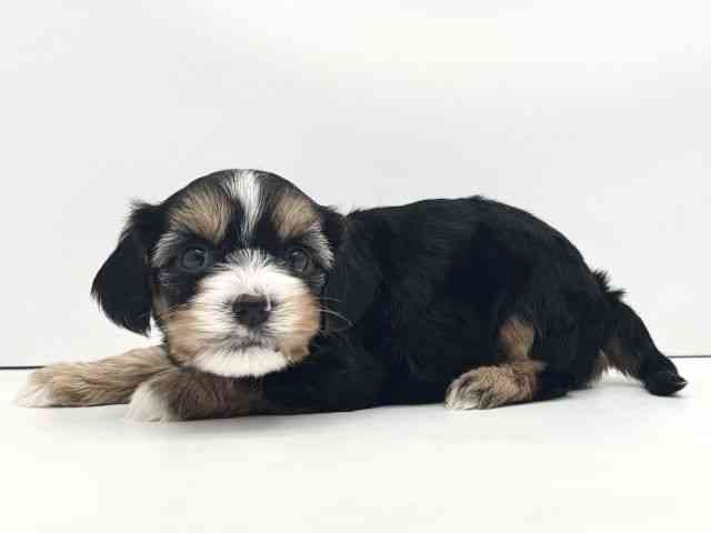 兵庫県のハーフ犬・ミックス犬 (ひごペットフレンドリークラウンパーク伊丹店/2025年8月16日生まれ/男の子/ブラックタンホワイト)の子犬の3枚目の画像