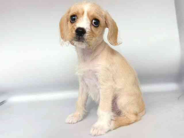 大阪府のハーフ犬・ミックス犬 (ひごペットフレンドリー岸和田店/2025年8月15日生まれ/男の子/クリームホワイト)の子犬の3枚目の画像