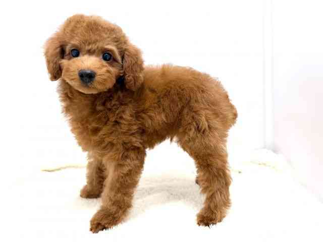 広島県のトイプードル(トイ) (ひごペットフレンドリーゆめタウン廿日市店/2025年8月15日生まれ/男の子/レッド)の子犬の3枚目の画像