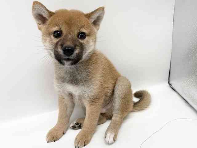 大阪府の柴犬(標準サイズ) (ひごペットフレンドリーイオンタウン豊中庄内店/2025年8月18日生まれ/男の子/赤)の子犬の3枚目の画像