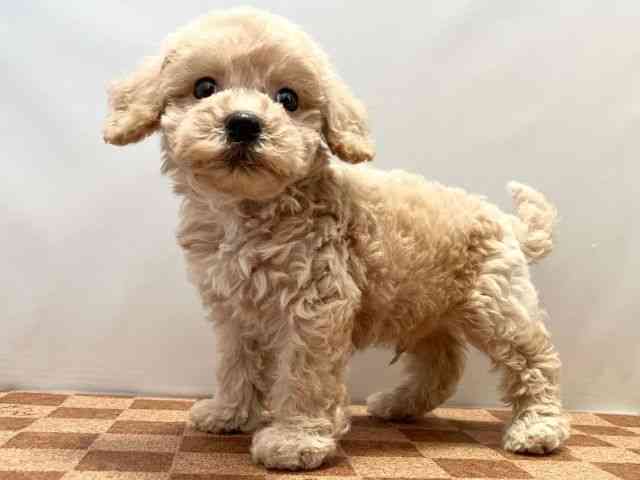 愛媛県のハーフ犬・ミックス犬 (ひごペットフレンドリーエミフルMASAKI店/2025年8月18日生まれ/男の子/クリーム)の子犬の3枚目の画像