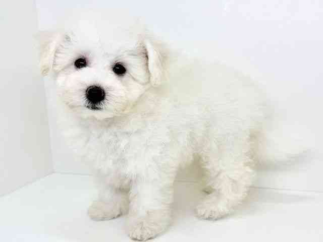 大阪府のビションフリーゼ (ひごペットフレンドリーいこらもーる泉佐野店/2025年8月15日生まれ/女の子/ホワイト)の子犬の3枚目の画像