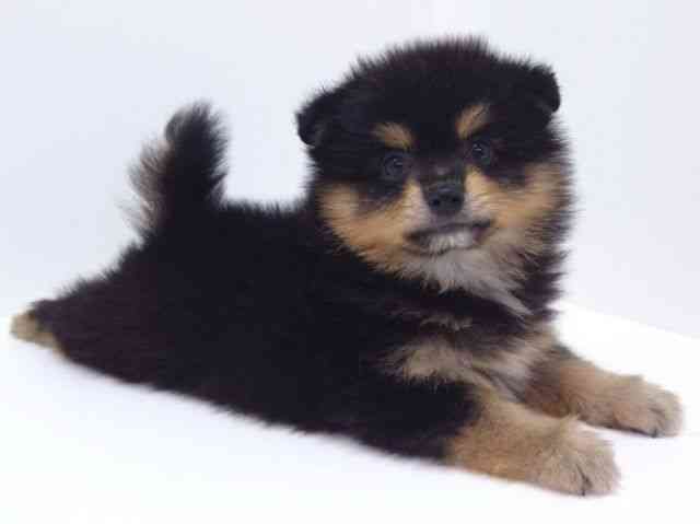 大阪府のポメラニアン (ひごペットフレンドリーいこらもーる泉佐野店/2025年8月19日生まれ/男の子/ブラックタン)の子犬の3枚目の画像