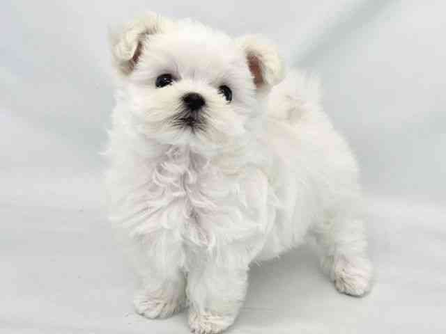 大阪府のマルチーズ (ひごペットフレンドリーイトーヨーカドー津久野店/2025年8月18日生まれ/男の子/ホワイト)の子犬の3枚目の画像