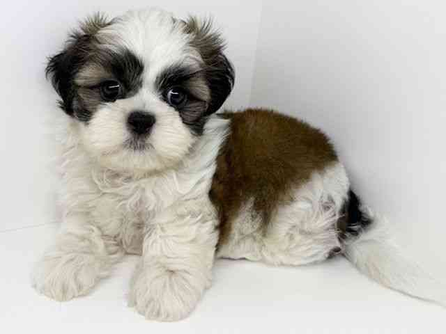 大阪府のシーズー (ひごペットフレンドリーいこらもーる泉佐野店/2025年8月14日生まれ/男の子/ゴールドホワイト)の子犬の3枚目の画像