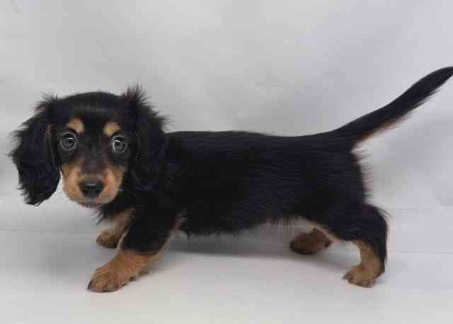 鳥取県のミニチュアダックスフンド(ロング) (ひごペットフレンドリーイオンモール鳥取北店/2025年8月19日生まれ/女の子/ブラックタン)の子犬の3枚目の画像