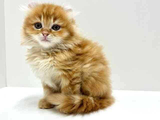 愛知県のアメリカンカール (ひごペットフレンドリーららぽーと名古屋みなとアクルス店/2025年8月20日生まれ/男の子/レッドタビー)の子猫の3枚目の画像