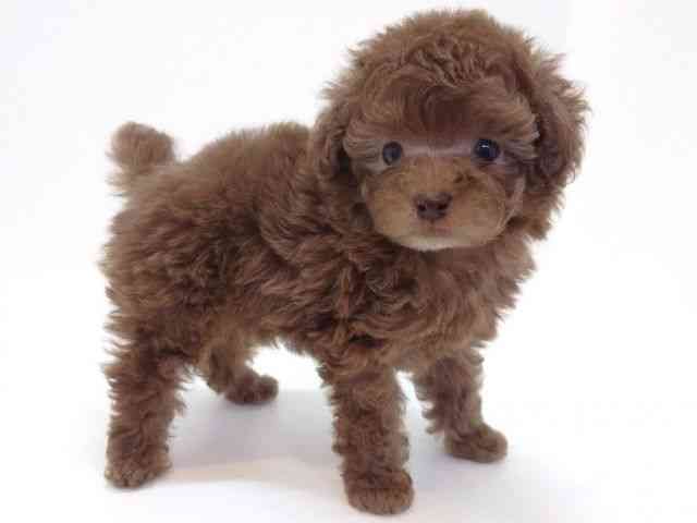 大阪府のトイプードル(トイ) (ひごペットフレンドリーいこらもーる泉佐野店/2025年8月21日生まれ/男の子/シルバーベージュ)の子犬の3枚目の画像