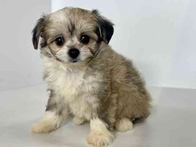 大阪府のハーフ犬・ミックス犬 (ひごペットフレンドリーアクロスプラザ住之江店/2025年8月24日生まれ/男の子/フォーン)の子犬の3枚目の画像