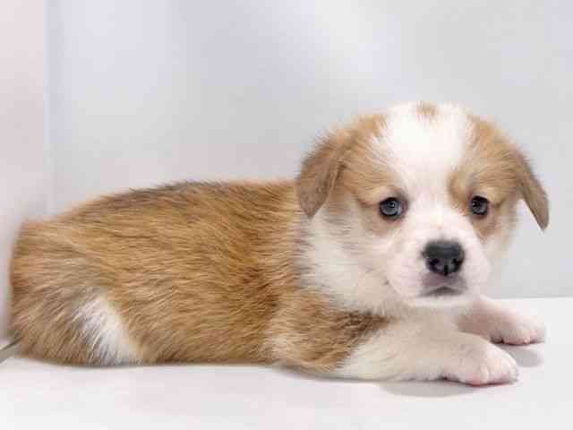 大阪府のウェルシュコーギーペンブローク (ひごペットフレンドリーイズミヤショッピングセンター千里丘店/2025年8月24日生まれ/男の子/レッドホワイト)の子犬の3枚目の画像