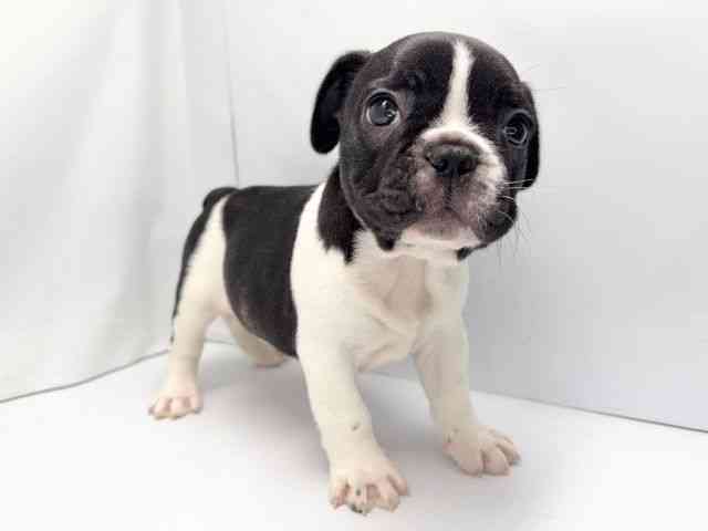 京都府のフレンチブルドッグ (ひごペットフレンドリー洛北阪急スクエア店/2025年8月21日生まれ/男の子/パイド)の子犬の3枚目の画像