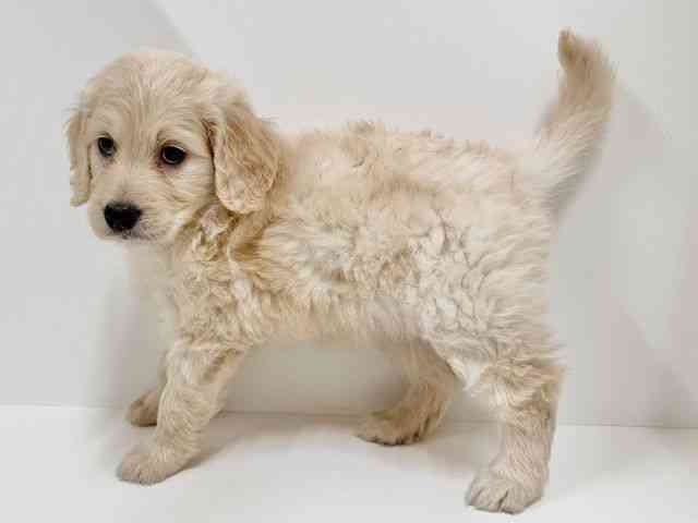奈良県のゴールデンドゥードゥル(ゴールデン×プードル) (ひごペットフレンドリーイオンモール橿原ウエストビレッジ店/2025年8月24日生まれ/女の子/ゴールデン)の子犬の3枚目の画像