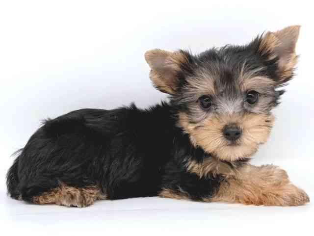 大阪府のヨークシャーテリア (ひごペットフレンドリー瓜破店/2025年8月24日生まれ/男の子/スチールブルータン)の子犬の3枚目の画像