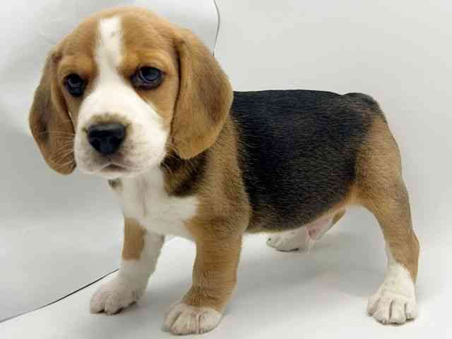 大阪府のビーグル (ひごペットフレンドリーみのおキューズモール店/2025年8月23日生まれ/男の子/ブラックホワイトタン)の子犬の3枚目の画像