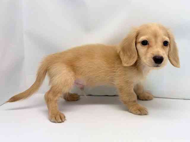 京都府のミニチュアダックスフンド(ロング) (ひごペットフレンドリー洛北阪急スクエア店/2025年8月22日生まれ/男の子/イエロー)の子犬の3枚目の画像