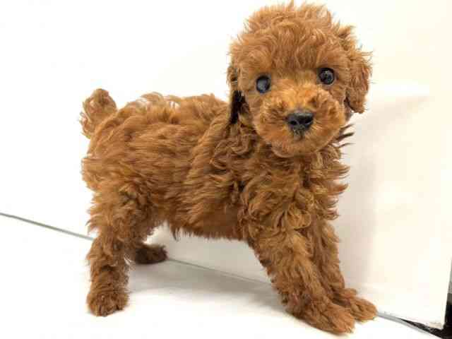 大阪府のトイプードル(トイ) (ひごペットフレンドリーイオンタウン茨木太田店/2025年8月16日生まれ/男の子/レッド)の子犬の3枚目の画像