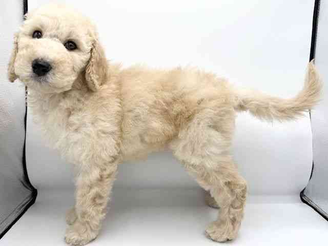 大阪府のスタンダードプードル (ひごペットフレンドリーららぽーとEXPOCITY店/2025年8月23日生まれ/男の子/クリーム)の子犬の3枚目の画像