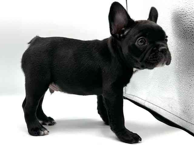 愛知県のフレンチブルドッグ (ひごペットフレンドリープライムツリー赤池店/2025年8月16日生まれ/男の子/ブラック)の子犬の3枚目の画像