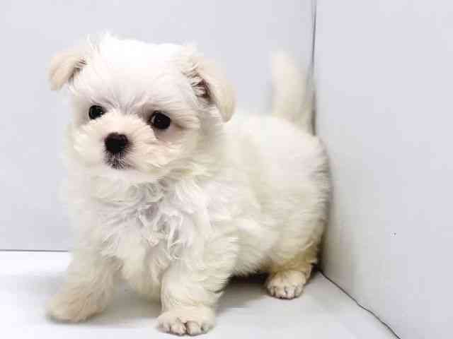 奈良県のマルチーズ (ひごペットフレンドリー奈良パワーシティ店/2025年8月20日生まれ/男の子/ホワイト)の子犬の3枚目の画像