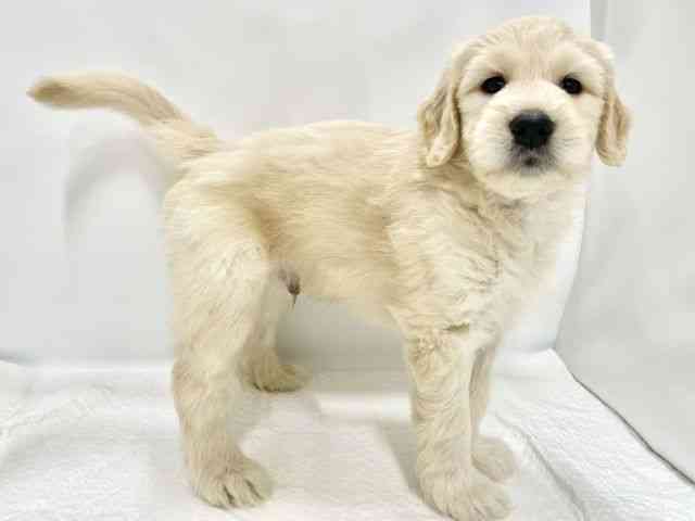 高知県のゴールデンドゥードゥル(ゴールデン×プードル) (ひごペットフレンドリーイオンモール高知店/2025年8月23日生まれ/男の子/クリーム)の子犬の3枚目の画像