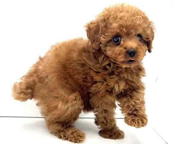 兵庫県のトイプードル(トイ) (ひごペットフレンドリークラウンパーク伊丹店/2025年8月21日生まれ/女の子/レッド)の子犬の3枚目の画像