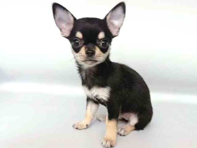 大阪府のチワワ(スムース) (ひごペットフレンドリー岸和田店/2025年8月24日生まれ/女の子/ブラッククリームホワイト)の子犬の3枚目の画像