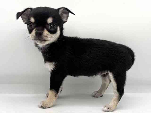 大阪府のチワワ(スムース) (ひごペットフレンドリー岸和田店/2025年8月24日生まれ/女の子/ブラッククリームホワイト)の子犬の3枚目の画像