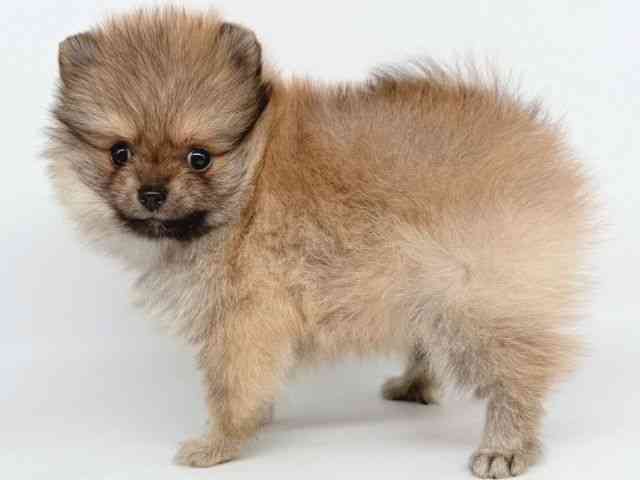 大阪府のポメラニアン (ひごペットフレンドリー瓜破店/2025年8月24日生まれ/女の子/オレンジ)の子犬の3枚目の画像