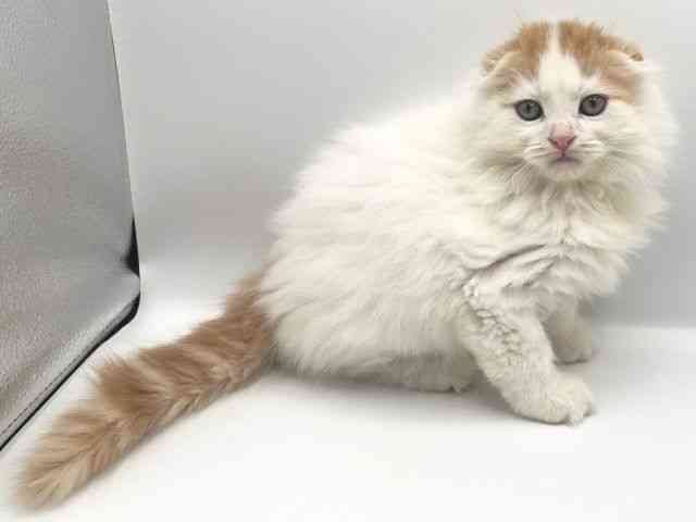 京都府のスコティッシュフォールド (ひごペットフレンドリーイオンモール高の原店/2025年8月24日生まれ/男の子/レッドタビーホワイトバン)の子猫の3枚目の画像