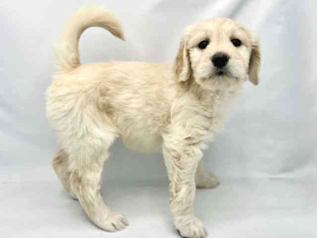 大阪府のゴールデンドゥードゥル(ゴールデン×プードル) (ひごペットフレンドリーイトーヨーカドー津久野店/2025年8月23日生まれ/女の子/クリーム)の子犬の3枚目の画像