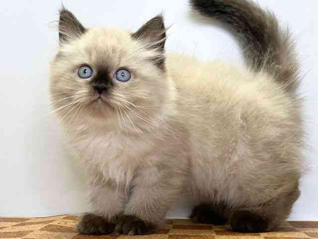 愛媛県のヒマラヤン (ひごペットフレンドリーエミフルMASAKI店/2025年8月23日生まれ/男の子/シールポイント)の子猫の3枚目の画像