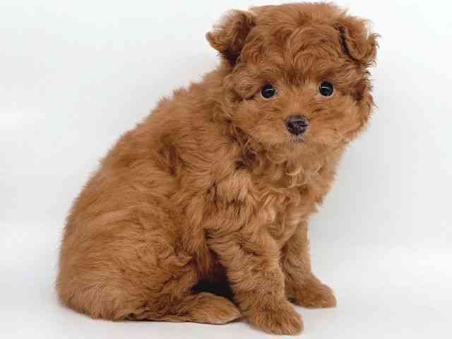 大阪府のポメプー(ポメラニアン×プードル) (ひごペットフレンドリー瓜破店/2025年8月15日生まれ/男の子/レッド)の子犬の3枚目の画像