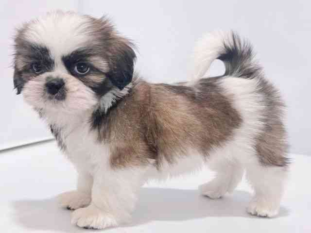 2025年8月24日生まれのシーズーの3枚目の写真