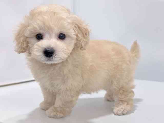2025年8月23日生まれのトイプードル(トイ)の3枚目の写真