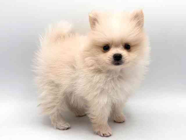 奈良県のポメラニアン (ひごペットフレンドリー田原本店/2025年8月25日生まれ/男の子/クリーム)の子犬の3枚目の画像