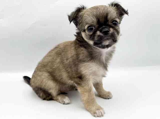 奈良県のチワワ(ロング) (ひごペットフレンドリートナリエ大和高田店/2025年8月23日生まれ/女の子/フォーン)の子犬の3枚目の画像