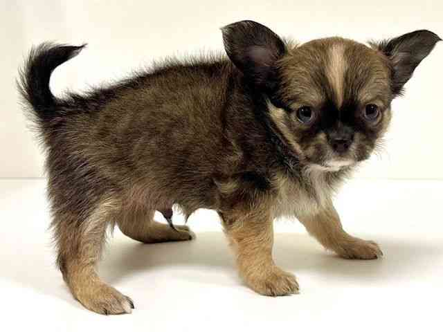 愛知県のチワワ(ロング) (ひごペットフレンドリーイトーヨーカドー知多店/2025年8月24日生まれ/男の子/フォーンホワイト)の子犬の3枚目の画像