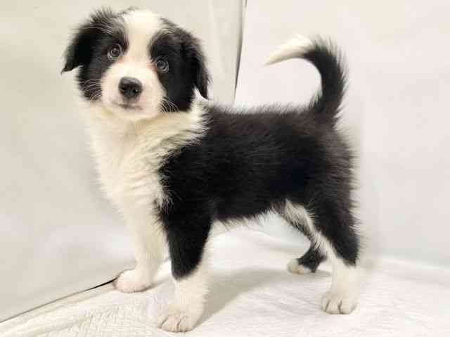 高知県のボーダーコリー (ひごペットフレンドリーイオンモール高知店/2025年8月23日生まれ/男の子/ブラックホワイト)の子犬の3枚目の画像