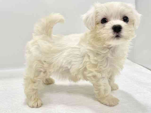 高知県のマルチーズ (ひごペットフレンドリーイオンモール高知店/2025年8月26日生まれ/男の子/ホワイト)の子犬の3枚目の画像