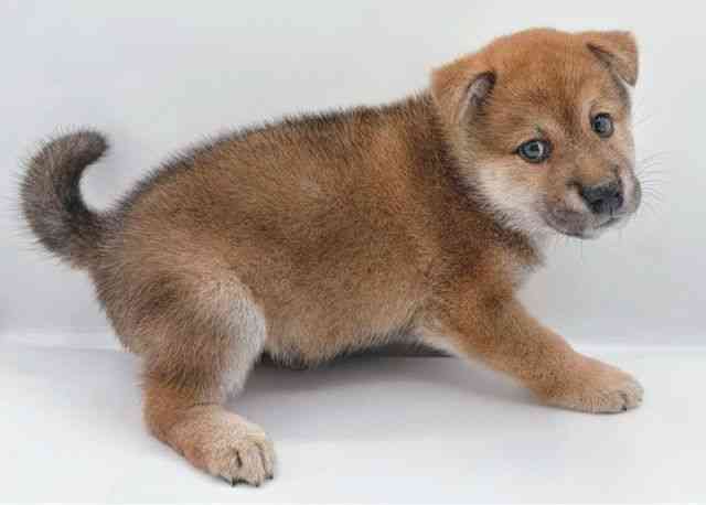 2025年8月24日生まれの柴犬(標準サイズ)の3枚目の写真